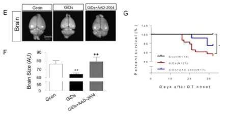 GiD mice showed brain atrophy and decreased survival rates