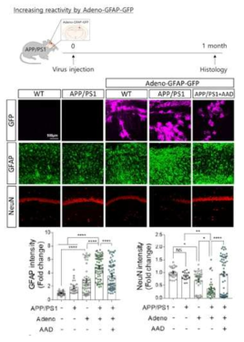 Adeno-GFAP-GFP virus injected mice induced activation of astrocytes and neuronal cell death