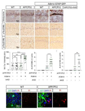 Adeno-GFAP-GFP virus injected mice increased nitrosative stess and tauopathy, cell death