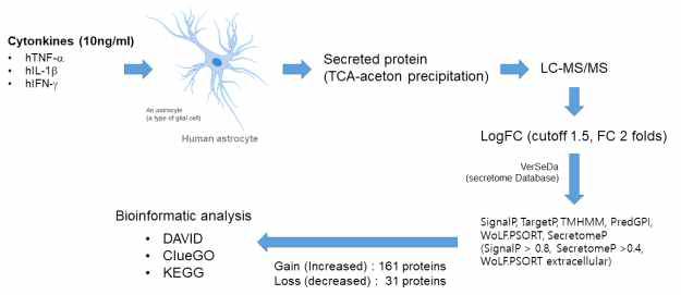인간 성상교세포에서 뇌염증 관련 주요 사이토카인에 의해 변화된 분비단백질 선별 과정