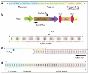 PCR을 이용한 sgRNA template 제작 방법