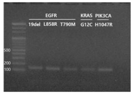 sgRNA template PCR 결과
