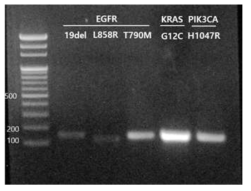 sgRNA in vitro transcription 결과
