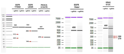 wild-type 시퀀스 sgRNA와 Cas9 digestion 결과