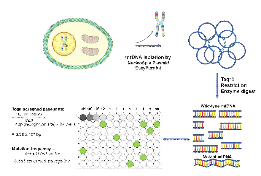 RMC assay 실험방법