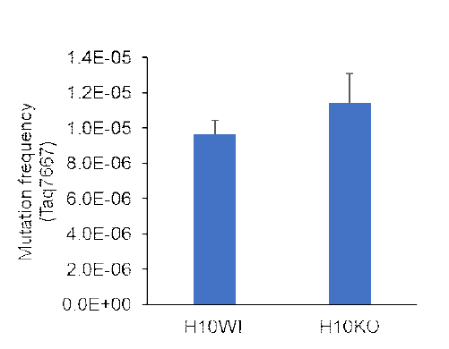 MEF-HDAC10 WT &KO mtDNA의 TaqI 634와 7667site의 돌연변이 빈도 비교하기