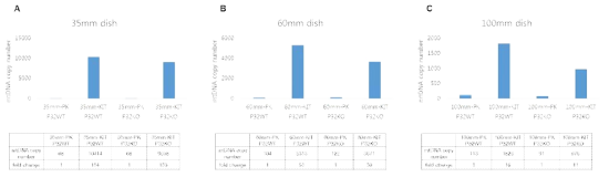 MEF-P32WT&KO에서 PK대비 KIT의 mtDNA prep효율 비교