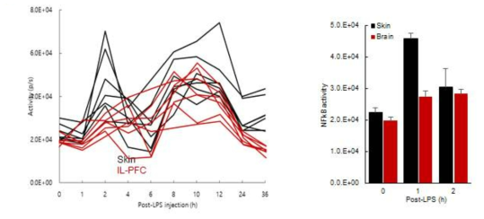 각 개체별 뇌와 피부에서 NFκB의 활성