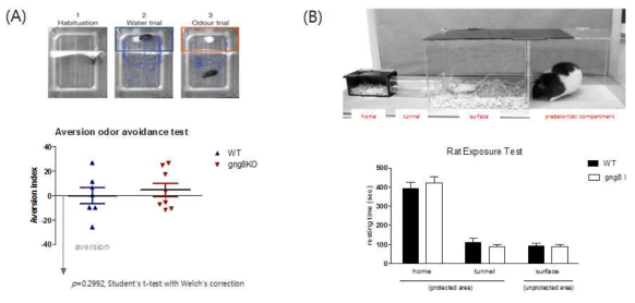gng8 knock out 마우스 모델에서의 천적 스트레스 반응 분석