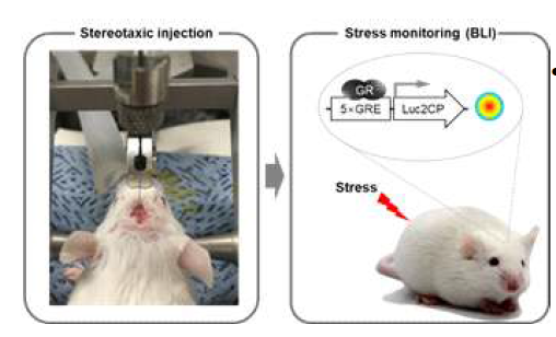 마우스의 뇌에서 스트레스를 모니터링하는 과정