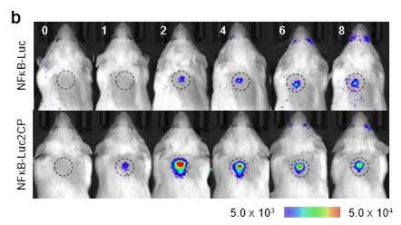 마우스의 뇌에서LPS에 따른 NFkB의 변화 확인