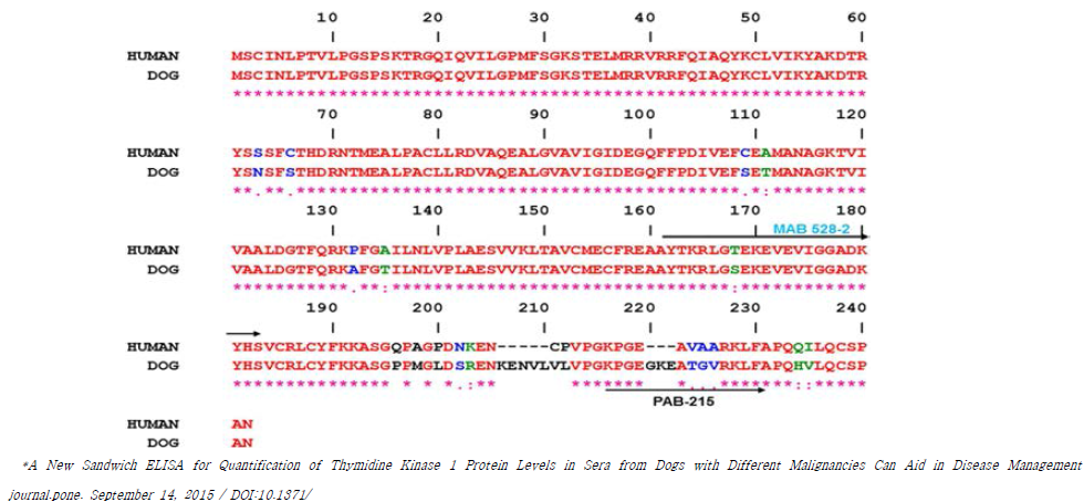 canine Thymidine Kinase의 유전자 서열