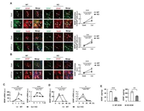 BDNF and GDNF expression are attenuated in the DJ-1-KO brain. (A, B) Brain sections obtained 3 d after ATP injection were stained with antibodies for BDNF, GFAP, NeuN and/or GDNF as indicated, and visualized using Alexa Fluor 488- or Alexa Fluor 555-conjugated secondary antibodies. Arrows and arrowheads denote neurons and astrocytes, respectively. Intensities were measured using Image J (A, B right). Values are means±SEMs of 20 cells from 3 mice. (C, D) BDNF and GDNF mRNA levels in WT and KO brains at the indicated times after ATP injection (C) or slices at the indicated times after slicing (D) were analyzed by qPCR. (E) BDNF and GDNF protein levels in WT and KO SCM were analyzed by ELISA. Values are means±SEMs of 3 mice (C), 3 (D) or 6 (E) independent slice cultures. n.s, nonsignificant; *, P<0.05; **, P<0.005; ***, P<0.0001 from Two-way ANOVA (A-D) and from unpaired two tailed t-test (E). Scale bars, 20 m (A, B)