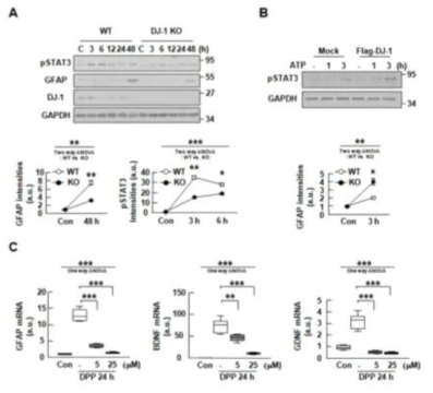 DJ-1 deficiency attenuates STAT3 activation. (A, B) Levels of pSTAT3 and GFAP were analyzed by Western blotting in acutely prepared WT and KO slices at the indicated times after slicing (A), or in KO slices transfected with Flag-DJ-1 at the indicated times after ATP treatment (B). Band intensities were analyzed; GAPDH was used as a loading control. Values are means±SEMs of 3 independent acute slice tissues. (c) Acutely prepared slices were incubated with or without the STAT3 inhibitor, DPP (50 mM). BDNF, GDNF, and GFAP mRNA levels were analyzed by qPCR at the indicated times after slicing. Values are means±SEMs of 6 independent acute slice tissue. *,P<0.05;**,P<0.005;***,P<0.0001 from Two-way ANOVA (A, B) and One-way ANOVA (C)