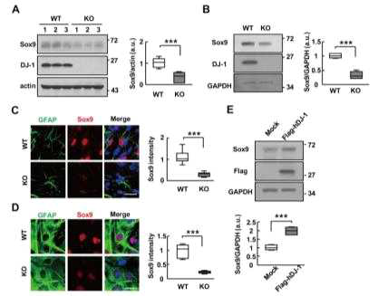 DJ-1 positively regulates Sox9 expression. (A-D) Sox9 expression in WT and DJ-1 KO brain (A, C) and cultured astrocytes (B, D) was analyzed by Western blot (A, B) and double-immunostaining using GFAP and Sox9 specific antibodies (C, D). Sox9 intensities were quantified by Image J. The numbers in (A) indicates three different animals. Values are means±SEMs of 6 mice (A) of 6 independent culture (B), of 18 cells in 3 mice (C), of 6 independent culture (D). (E) DJ-1 KO astrocytes were transfected with Mock or Flag-hDJ-1 for 3day. Sox9 expression was analyzed by Western blot. Values are means±SEMs of 4 independent culture. ***, P<0.0001 from unpaired two tailed t-test (A-E). Scale bars, 10 m (C, D)