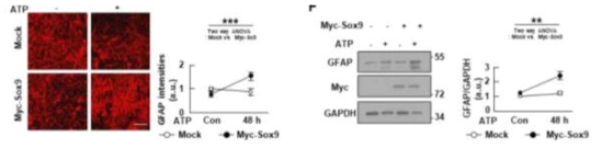 Overexpression of Sox9 restores GFAP expression in DJ-1 KO slices. Slices were prepared from KO mouse cortices and incubated for 7 d, and transfected with empty vector (Mock), or myc-Sox9. Astrogliosis was induced by ATP (50 mM) for 48 h. GFAP expression was analyzed by immunostaining (left panel) or western blot (righht panel). Fluorescence intensities or band intensities were quantified using Image J (graphs). GAPDH was used as a loading control. Values are means±SEMs of 3 independent experiments. *, P<0.05; **, P<0.005; ***, P<0.0001 from Two-way ANOVA. Scale bar, 50 ㎛