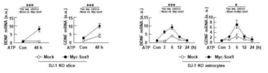 Overexpression of Sox9 rescues growth factor expression in DJ-1 KO brain slices and astrocytes. KO slices cultured for 7 d (left panel), and astrocytes cultured from KO brains (right panel) were transfected with empty vector (Mock) or myc-Sox9. BDNF and GDNF mRNA expression were measured by qPCR at the indicate times after 50 mM ATP treatment. Values are means±SEMs of 3 independent experiments. *, P<0.05; **, P<0.005; ***, P<0.0001 from Two-way ANOVA