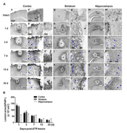 Time-dependent behavior of GFAP+ astrocytes in ATP-injured cortex, striatum and hippocampus. (A) Coronal sections obtained at 1-30 d after stereotaxic injection of ATP (400 nmol) were processed for GFAP immunostaining. Photographs of the most damaged sections were obtained. Asterisks (*) indicate injection sites. cc, copus callosum; v, ventricle. Higher magnification images of boxed areas in the left column of each region were shown in right columns. Blue arrows, hypertrophic and polarized GFAP+ cells found in the penumbra regions next to the damage site (P1); blue arrowheads, hypertrophic GFAP+ cells found in the penumbra regions next to P1 (P2); blue bold arrows, glia scar formed near pia mater. (B) GFAP negative areas at the indicated times after ATP injection were quantified as damage areas. Values are means ± SEMs of more than three animals (*p < 0.001; Student's t-test)