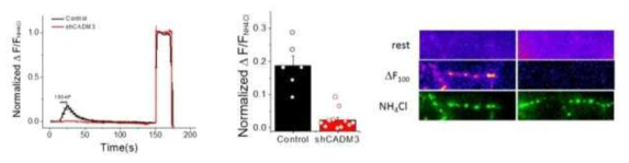 타겟단백질 (CADM3) shRNA 발현 후 신경활성에 따른 신경시냅스트랜스미션을 나타낸 그래프 (왼쪽). 컨트롤과 shRNA발현 세포에서 신경시냅스트랜스미션의 평균량 비교 (가운데), 컨트롤과 shRNA발현 세포의 신경시냅스트랜스미션의 양 비교 사진 (오른쪽)