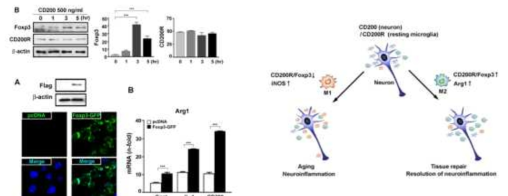 CD200R-Foxp3 signaling in microglia M2 polarization