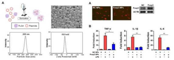 Foxp3 vector encapsulated PLGA NP