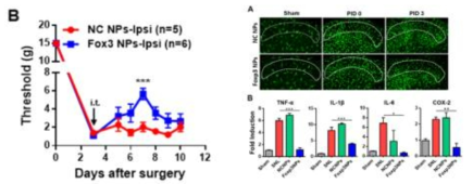 Analgesic effect and localization of Foxp3 NP in SNL