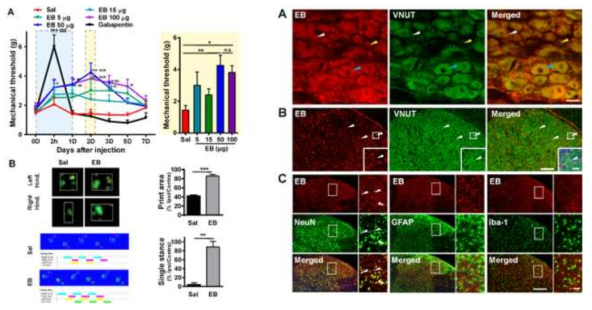 Analgesic effect and localization of EB in NP