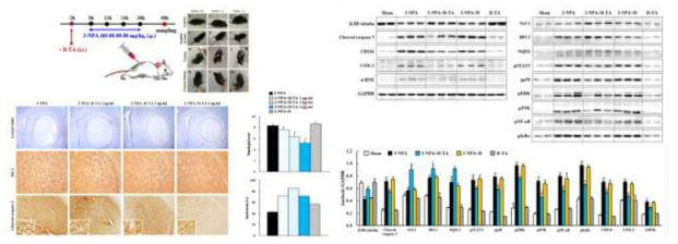 3-NPA에 의한 줄무늬체 독성 동물모델에서 D-TA의 효과