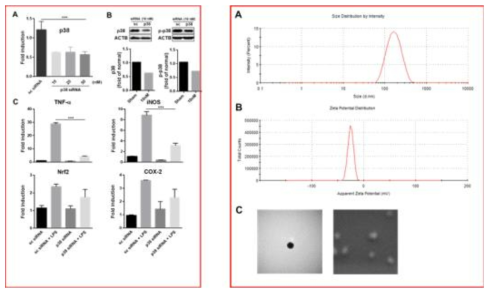 Characterization of p38 siRNA PLGA NP