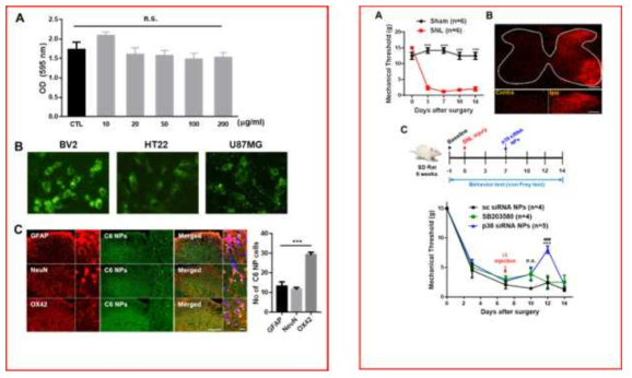 Analgesic effect and microglia specificity of p38 siRNA PLGA NP