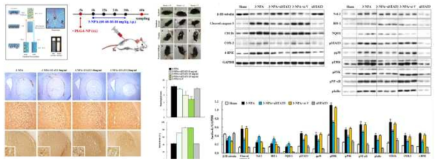 3-NPA에 의한 줄무늬체 독성 동물모델에서 STAT3 siRNA encapsulated PLGA NP의 효과