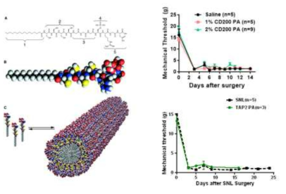 Chatererization and analgesic effect of CD200-PA and PAT4-PA nanoparticles