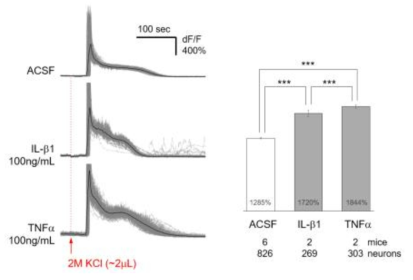 Cytokine in vivo 다광자 칼슘 영상실험 결과 (진행 중)