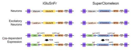 iGluSnFr과 SuperClomeleon의 뇌세포 특이적 발현 시스템