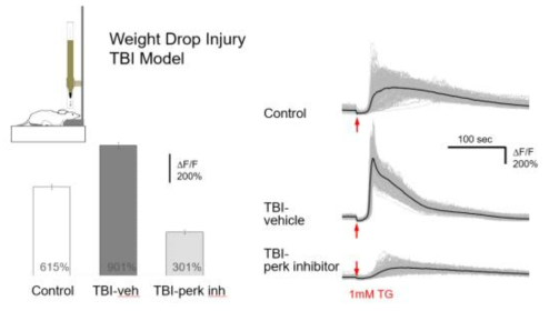 뇌세포 영상 실험을 통한 외상성뇌손상(TBI) 모델 검증