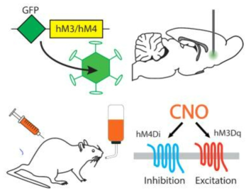 화학유전학적 활성 조절 기법 DREADDs (출처: loviclab.com)