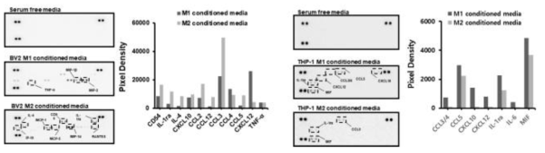 Proteome profiler assay를 이용한 cytokine 발현 확인