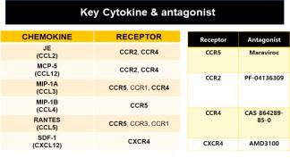 주요 타겟 사이토카인 후보군