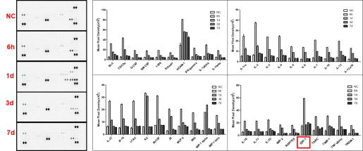 Proteome profiler assay를 이용한 cytokine 발현 확인