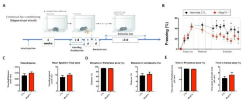 A, Contextual fear conditioning test의 과정 요약. B, 대조군 및 식균작용 저해군 간의 공간기억의 형성 및 소멸 정도 비교. CTL: 11 mice vs. Megf10-/-: 13 mice. *p<0.05, 2-way ANOVA with post-hoc test. C-E, open field test를 통해 측정된 마우스의 전체 이동거리 및 평균 속도 (C), 가장자리 및 중앙에 위치한 거리 (D) 및 시간 (E). N= 5 mice in each group