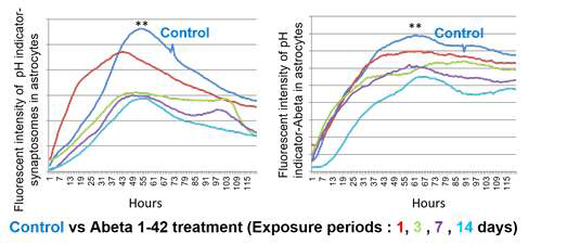 Abeta1-42 oligomer 노출 시간에 따른 별아 교세포의 synaptosome (왼쪽 그래프)과 Abeta1-42 fibirils (오른쪽 그래프) 식균 작용 변화