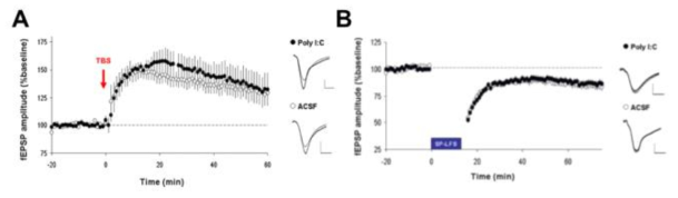 TLR3 agonist에 의한 mouse의 Hippocampal Schaffer Collateral영역에서의 시냅스가소성 변화