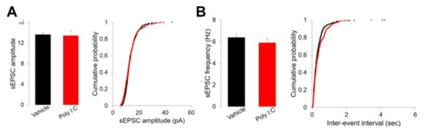poly(I:C) 처리 후 sEPSC의 amplitude와 frequency