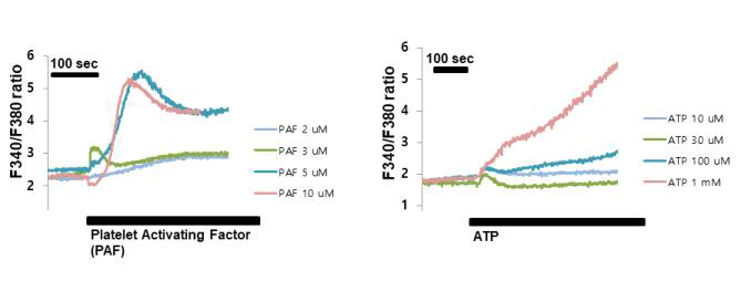 BV2 세포에서 PAF-와 ATP-induced 세포내 유입되는 Ca2+ 수준