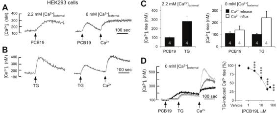 HEK293 세포에서 PCB19와 TG에 의한 Ca2+ 유입