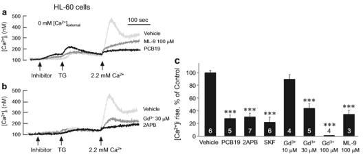 HL-60 세포에서 PCB19에 의한 TG-induced Ca2+ 억제 효과