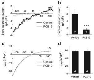 HEK293 세포에서 PCB19의 store-operated current 억제