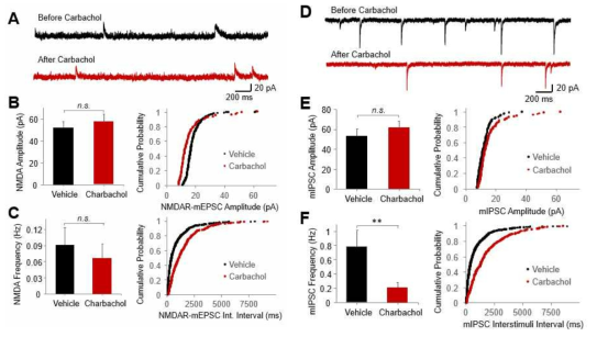 Nucleus accumbens의 muscarinic 자극은 NMDA 수용체 활성이나 GABAergic 억제성 신경전달에는 영향을 주지 않음