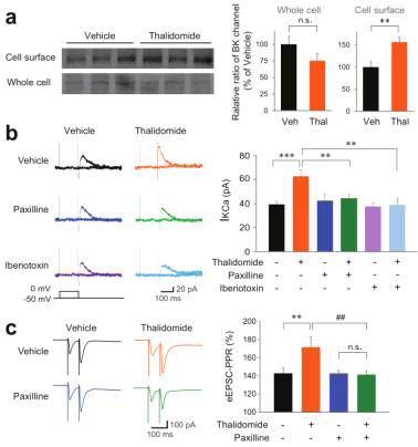 Thalidomide 처리에서도 Ca2+-activated K+ channel 의 활성증가와 표면발현 증가, 이로 인한 신경전달물질 분비효율의 감소가 관찰됨