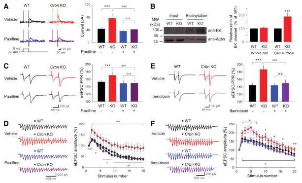 Crbn KO mice에서 Ca2+-activated K+ channel 의 활성(A) 과 표면발현 (B)이 비정상적으로 증가되어 있고 신경전달물질 분비효율의 감소가 일어남을 발견함 (C-F)